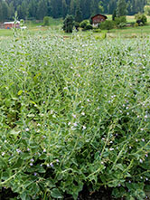 Clinopodium nepeta und Clinopodium menthifolium : agronomisches und phytochemisches Potential von zwei Bergminze-Spezies