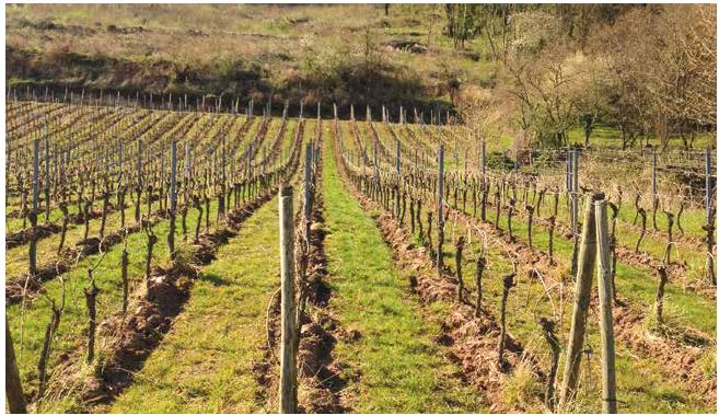 Kombinierte Analyse von Pestizidmanagement in Weinbergen und Qualität von AOC Weinen im Elsass, Frankreich