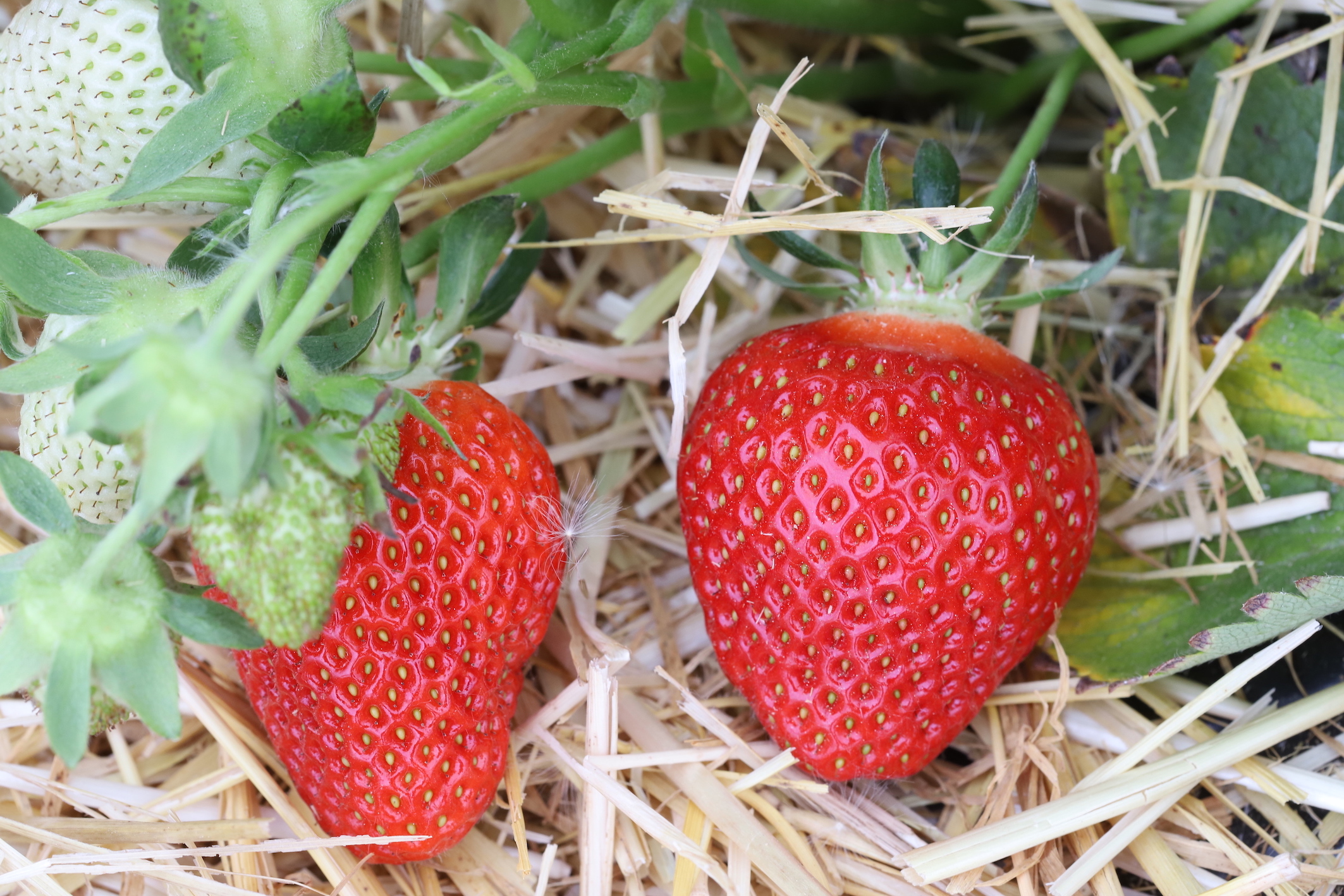 Factors of variation in the taste and nutritional quality of strawberries