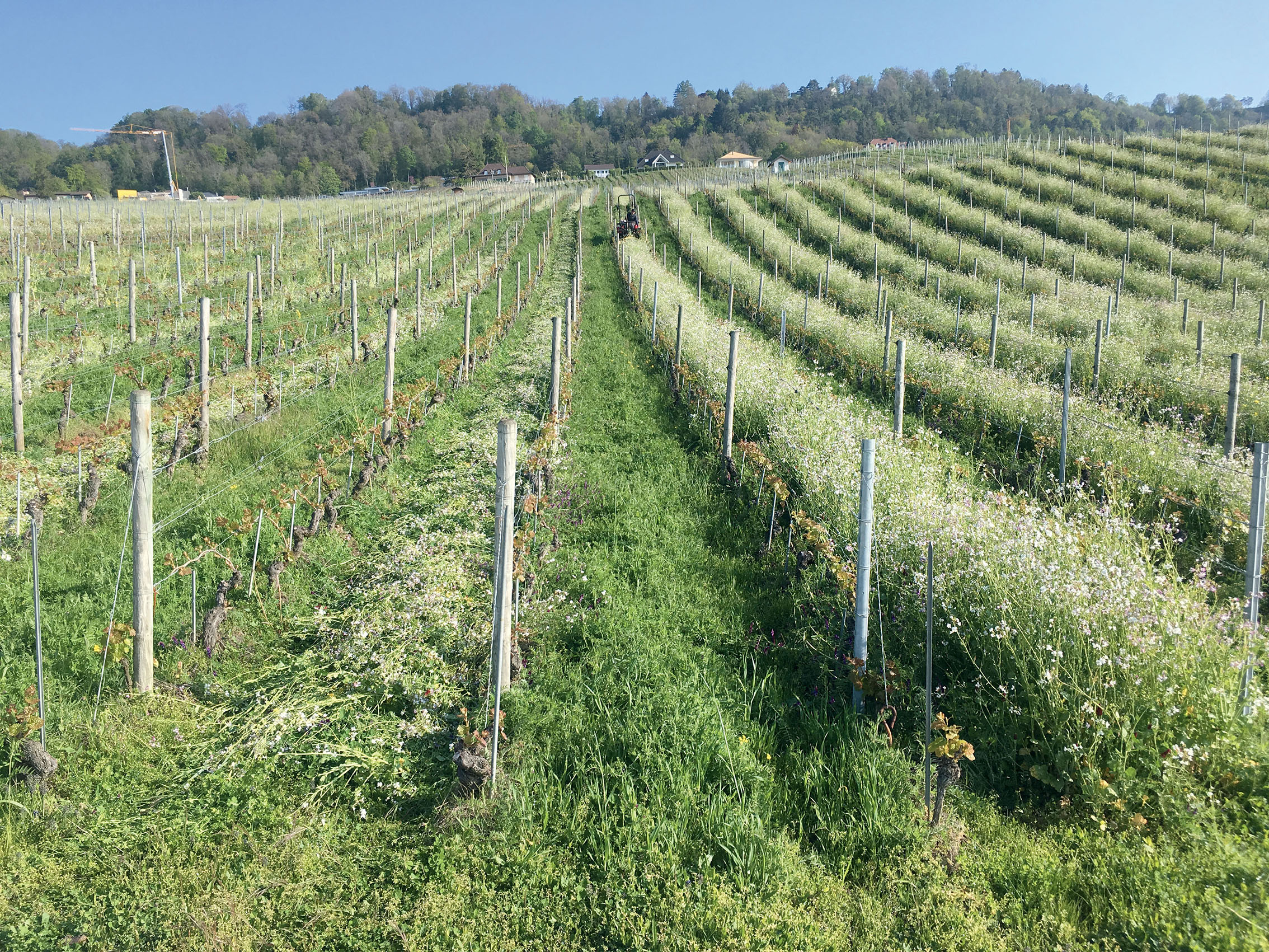 Développement des couverts végétaux temporaires dans le vignoble suisse