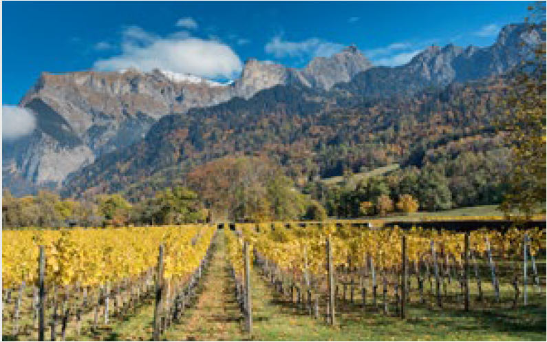 Mesures d'entraide dans l'agriculture: la requête de l'IVVS approuvée / Livre publié par le musée du vin en Valais