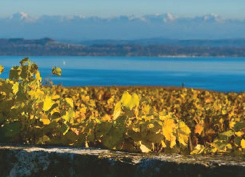 Vin suisse durable: une solution sectorielle nationale commune et coordonnée