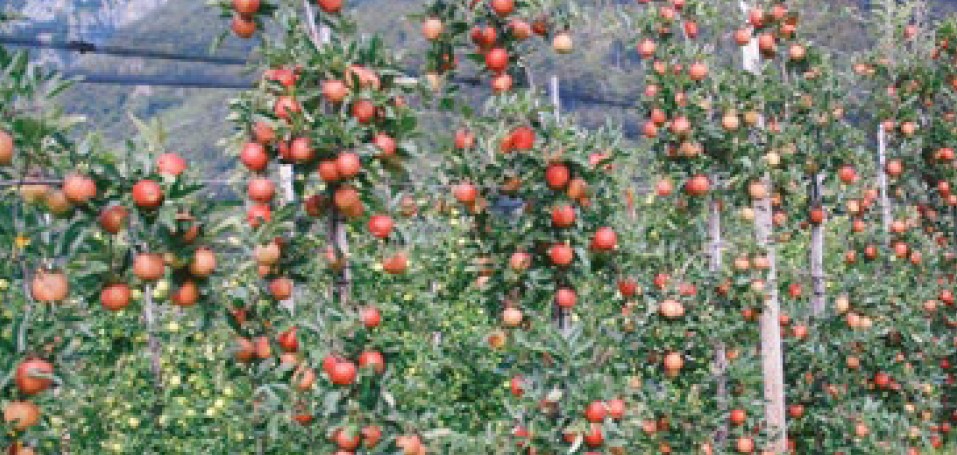 Evaluation de porte-greffes de pommes robustes au feu bactérien