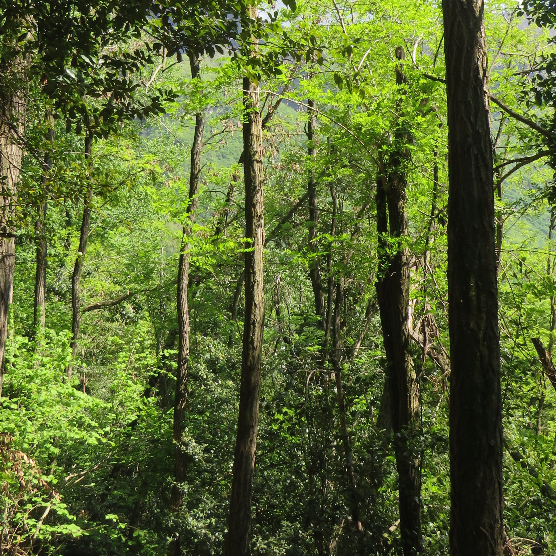 Bois de robinier pour la production de grappa - un potentiel intéressant pour une espèce d'arbre invasive?