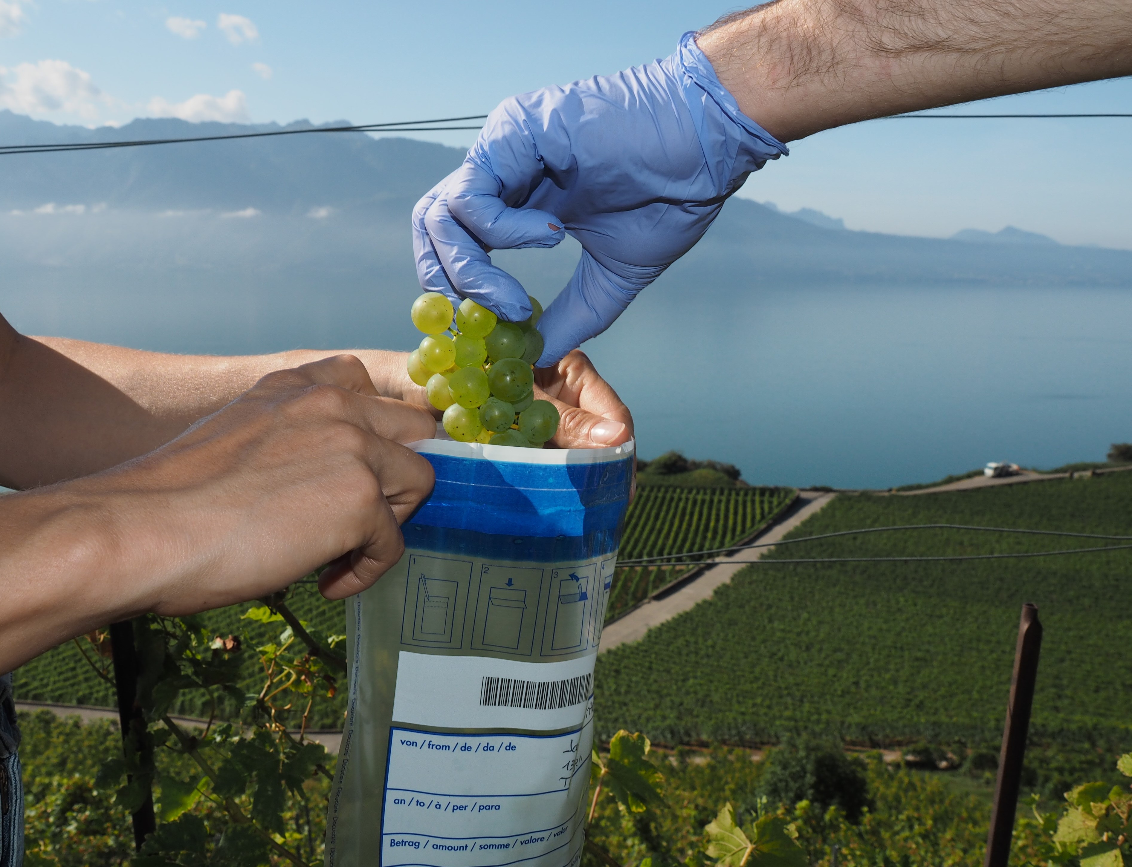 Risque de résidus dus à la dérive dans les petits vignobles biologiques suisses