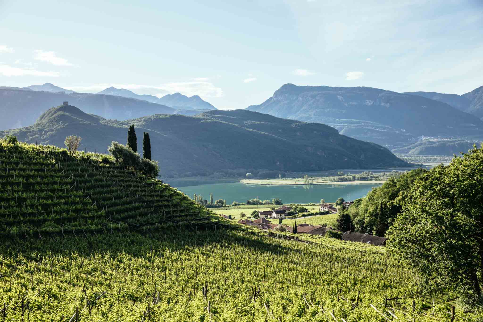 Le vignoble du Trentino (I): les leviers technico-économiques et scientifiques de son développement