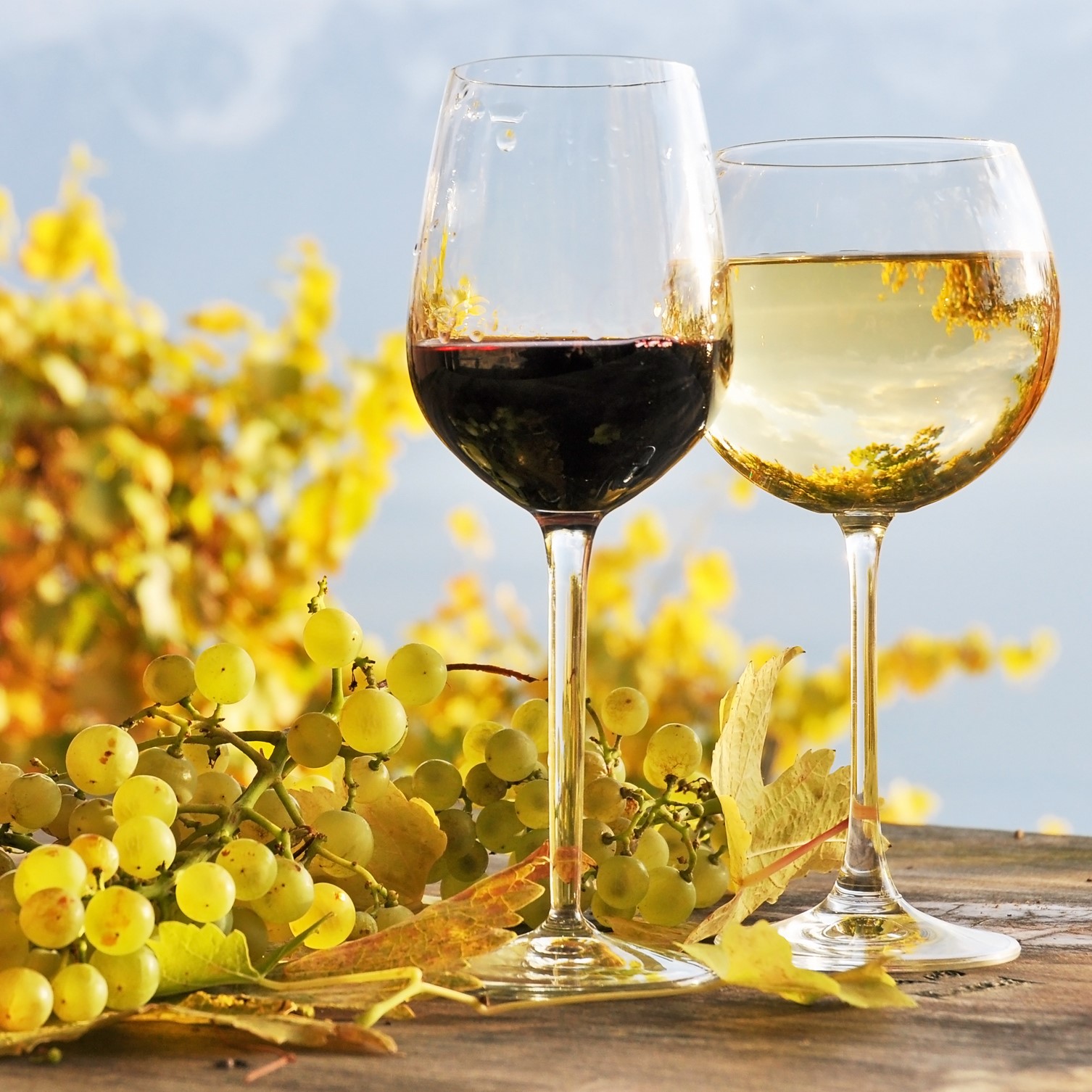Le parlement européen renonce à l'"étiquetage d'avertissement santé" sur le vin et L'importante contribution des algues du sol au cycle du carbone