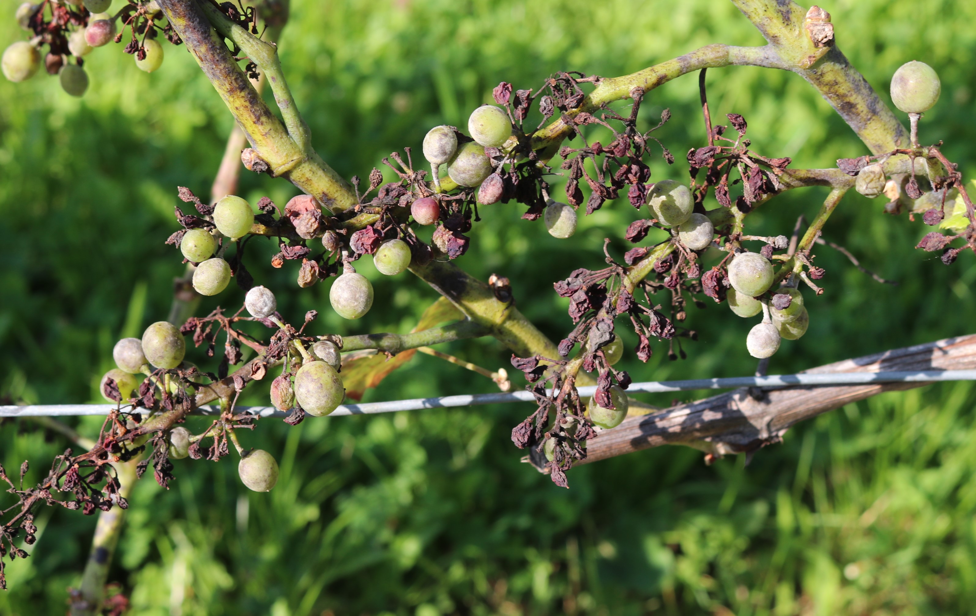 Stratégies de lutte phytosanitaire en viticulture avec les modèles d'Agrometeo