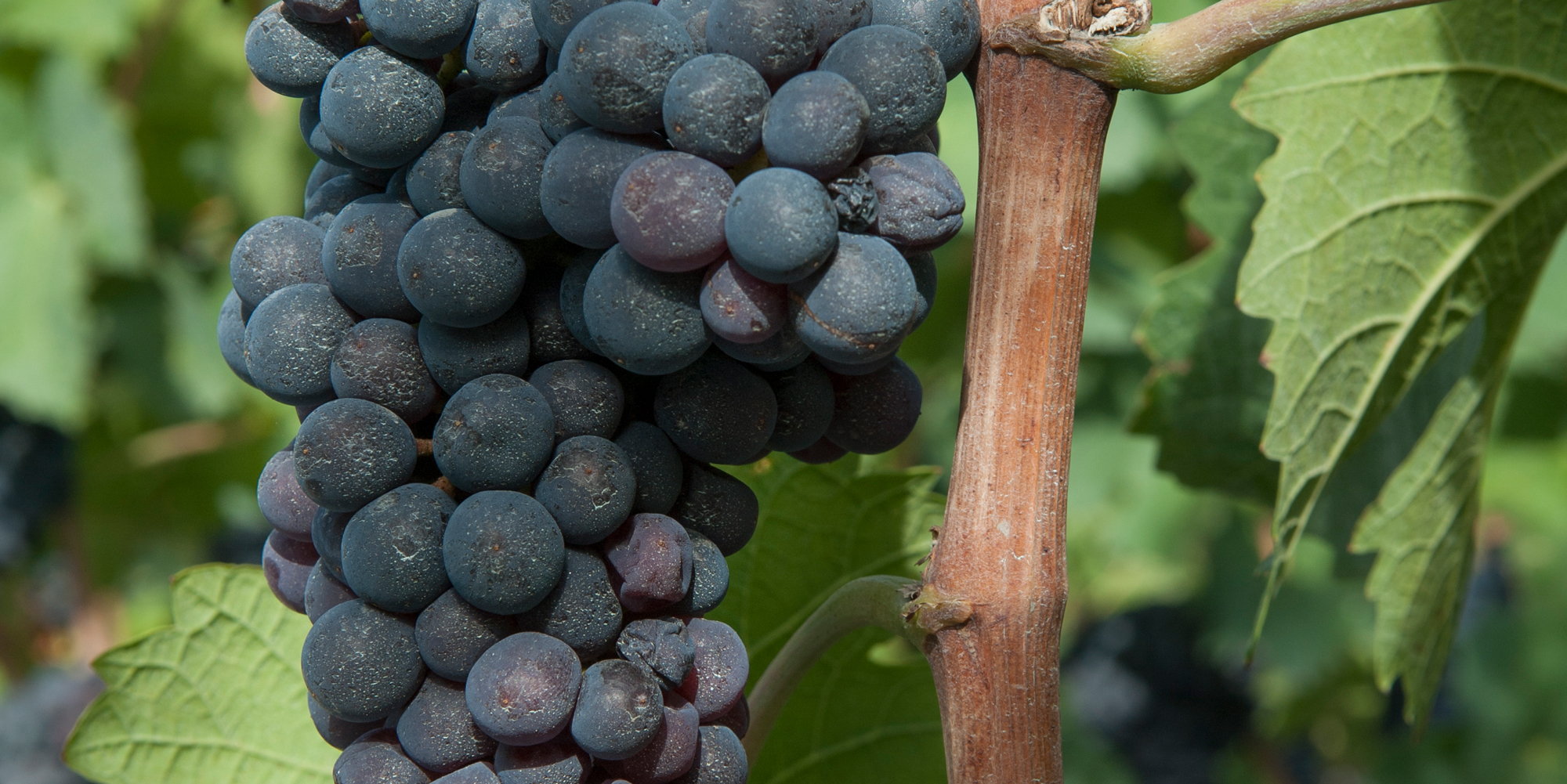 Humagne rouge: un stress hydrique modéré améliore la qualité du vin