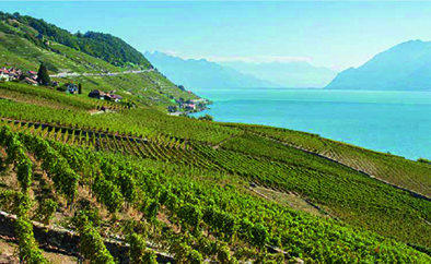Influence de la date de vendange sur la qualité des raisins et des vins de Chasselas en Dézaley