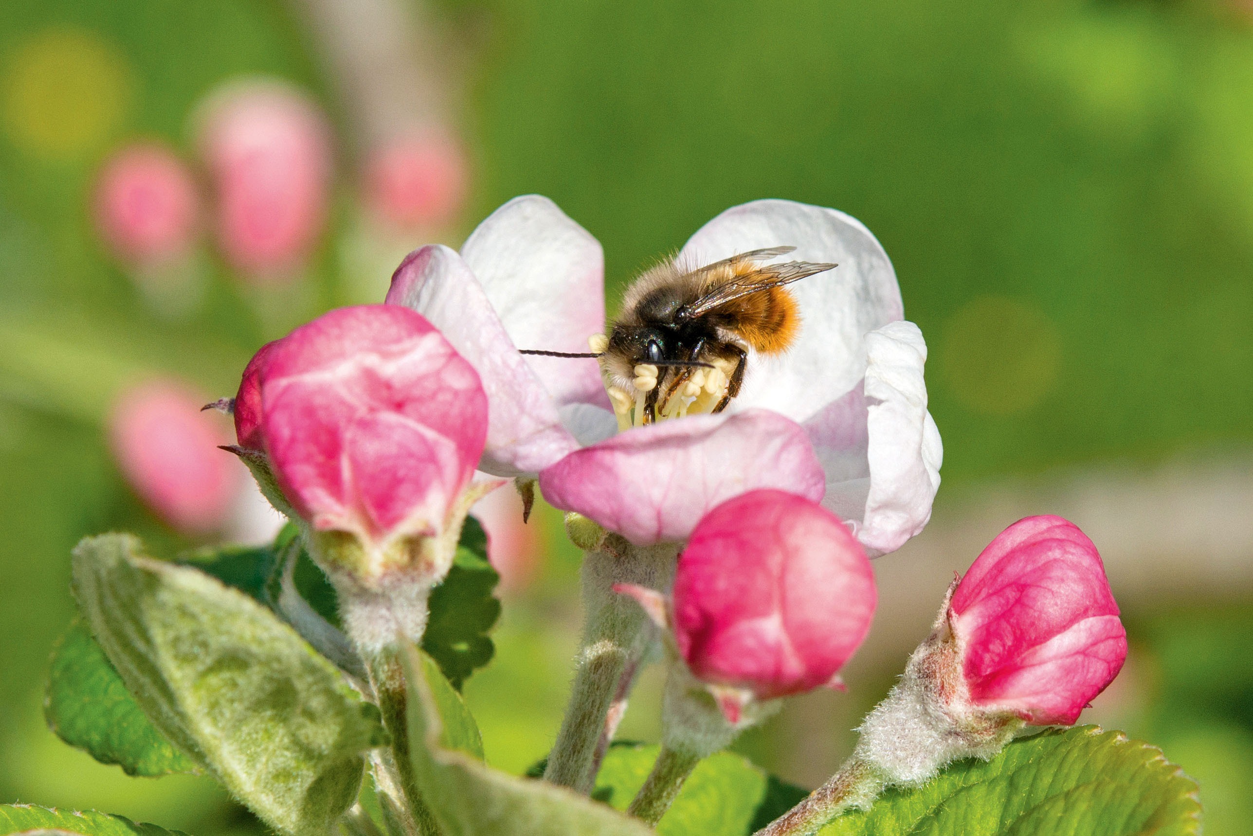 Des abeilles maçonnes pour assurer les rendements dans les vergers de pommiers totalement recouverts de filets