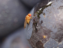 Drosophila suzukii: un ravageur principal du vignoble?