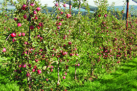 Evaluation de variétés de pommes tolérantes aux maladies
