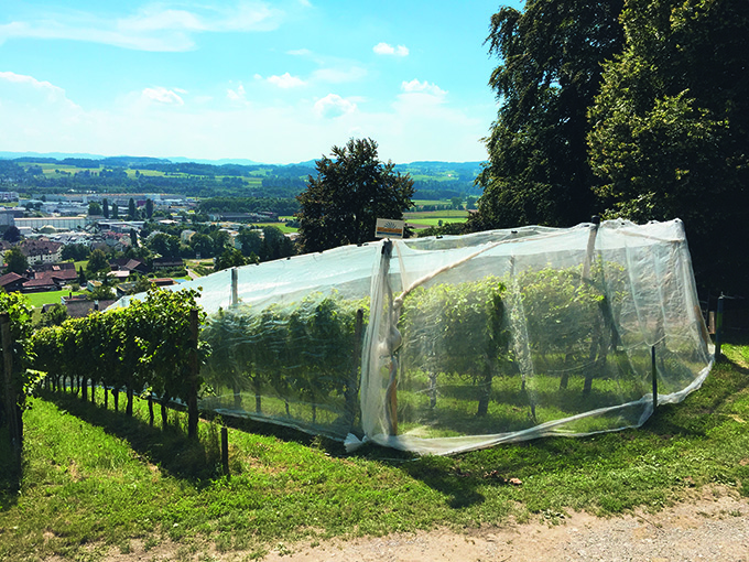 Filets de protection contre Drosophila suzukii en viticulture