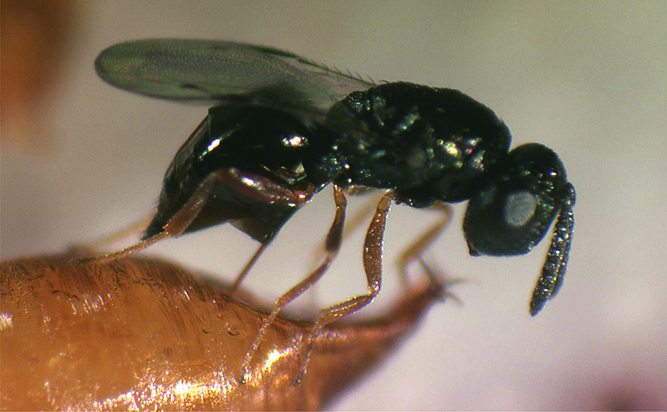 Drosophila-Parasitoide in der Schweiz und ihre Fähigkeit die Kirschessigfliegezu parasitieren