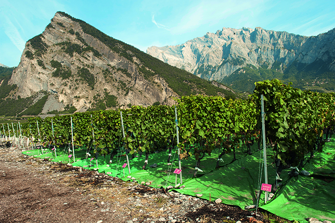 Alimentation en eau et comportement du Pinot noir dans les conditions du Valais central