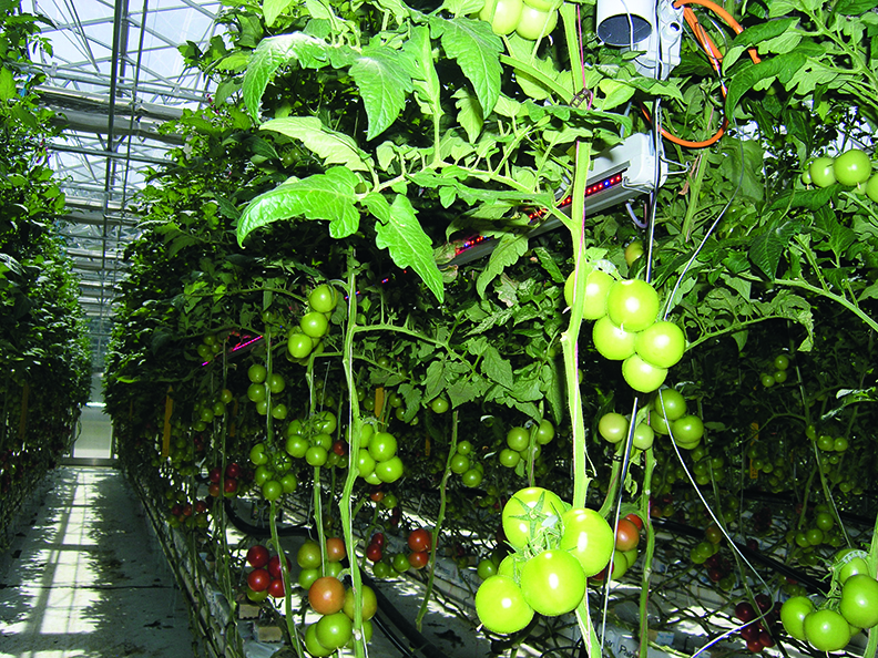 Eclairage LED interligne en culture de tomate sur substrat