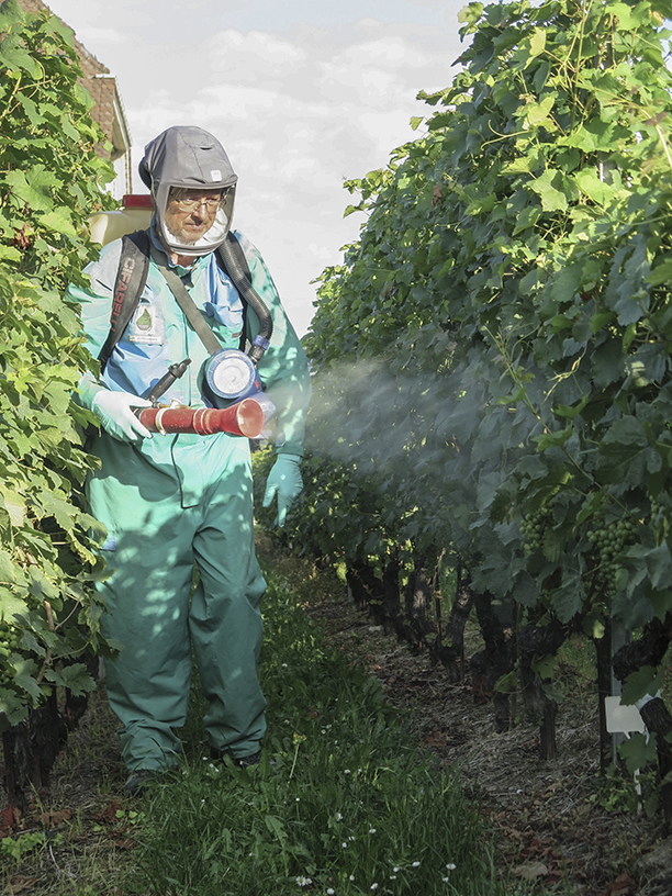Einfluss des Behandlungsbereichs von Blattharnstoff auf den Stickstoffgehalt der Weintrauben