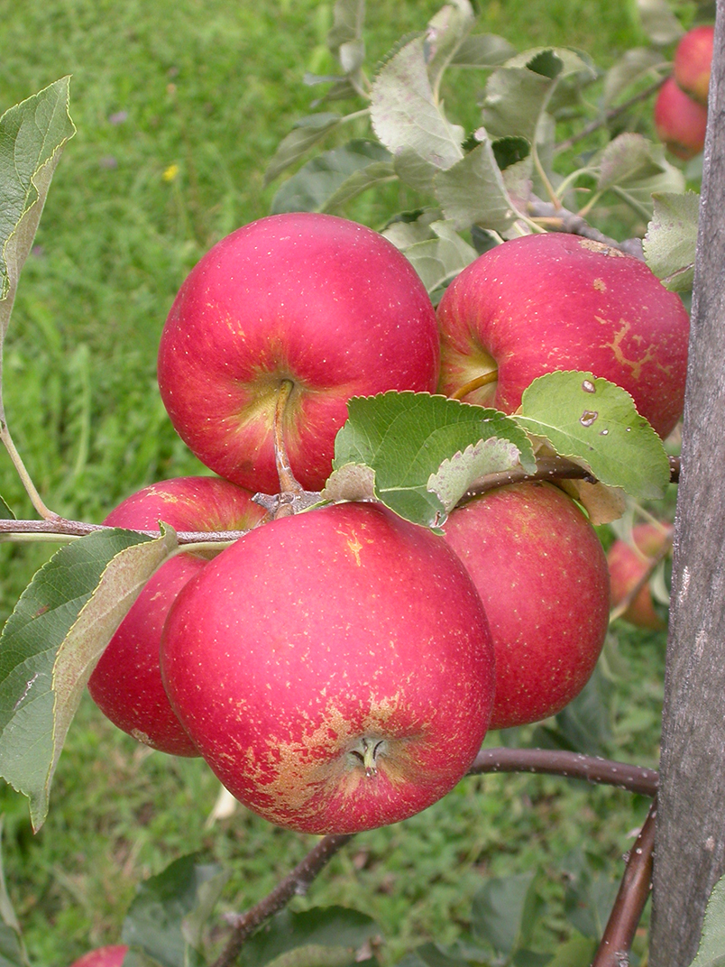 Nouvelles variétés de pommes à valeur ajoutée