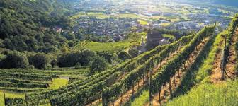 Diversité des vignobles de la Suisse italienne