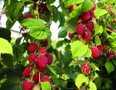 Substrate-grown raspberry production: number of stems per pot and overwintering method