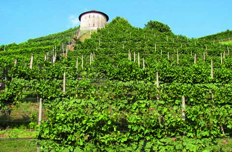How to assess the floristic quality in agricultural surfaces for the promotion of biodiversity? The vineyard agro ecosystem in the Southern Swiss Alps as study case