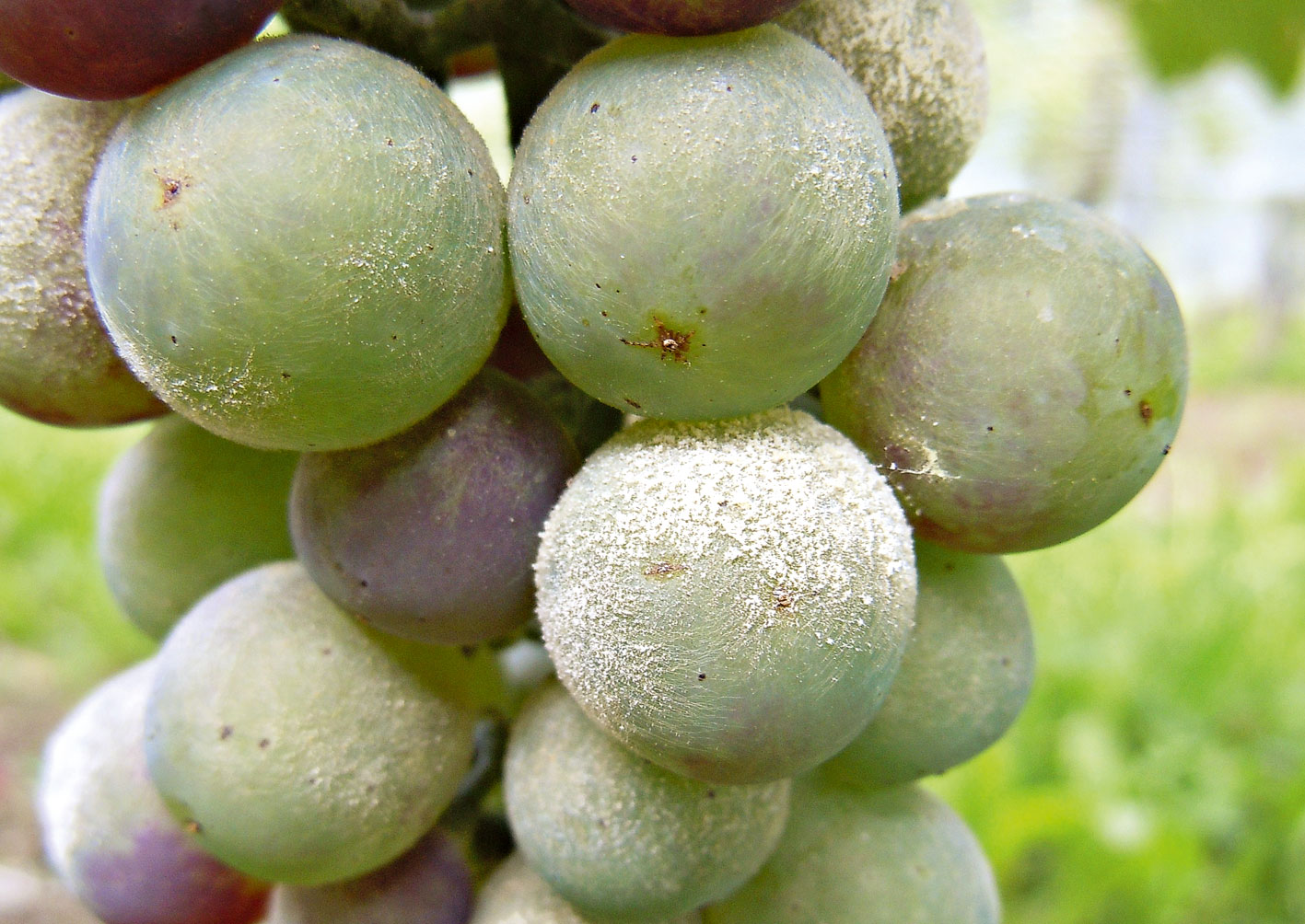 Les strobilurines en viticulture