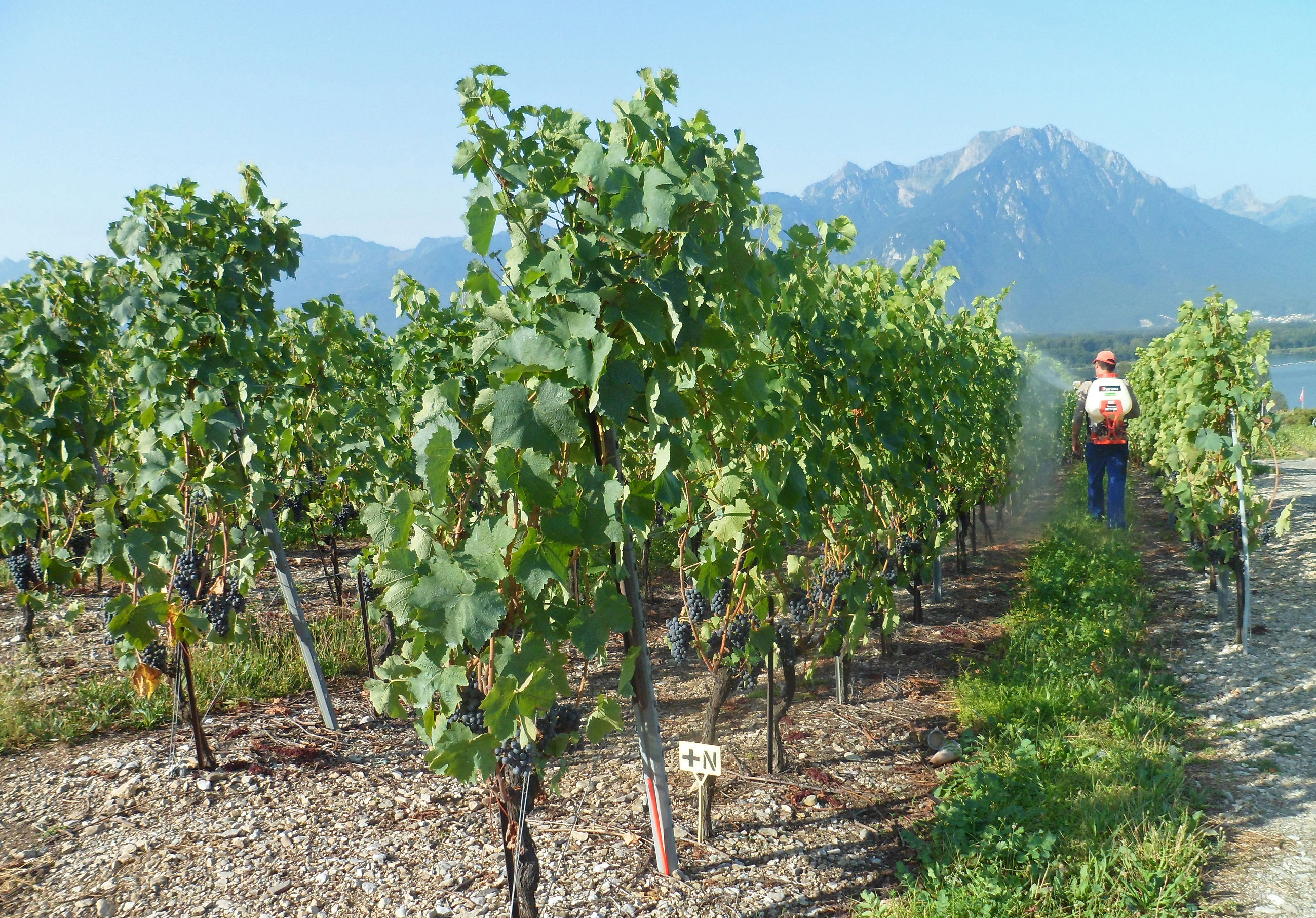 Distribution de l’azote dans la vigne: impact de la période d’application de l’urée foliaire