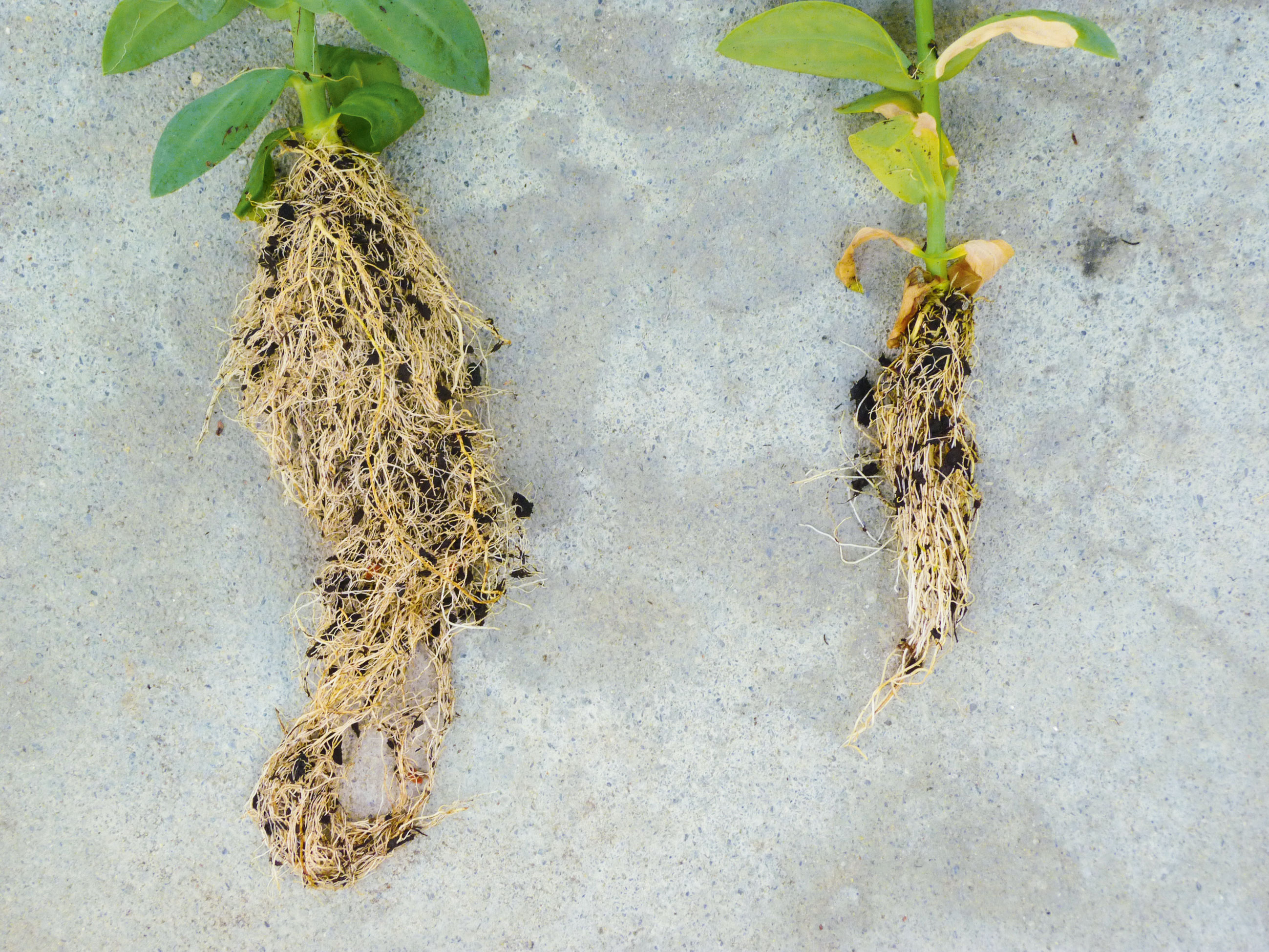 Effects of microorganisms against Pythium spp. and on the growth of young plants of lisianthus