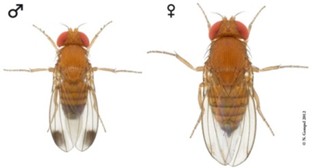 Drosophila suzukii en viticulture: recommandations 2015 / Stratégie de lutte contre Drosophila suzukii  dans les fruits à noyau / Drosophila suzukii : stratégie 2015 pour les petits fruits
