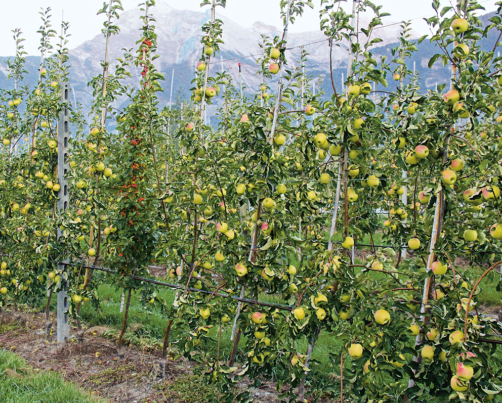 Optimisation of the irrigation management in young apple orchards