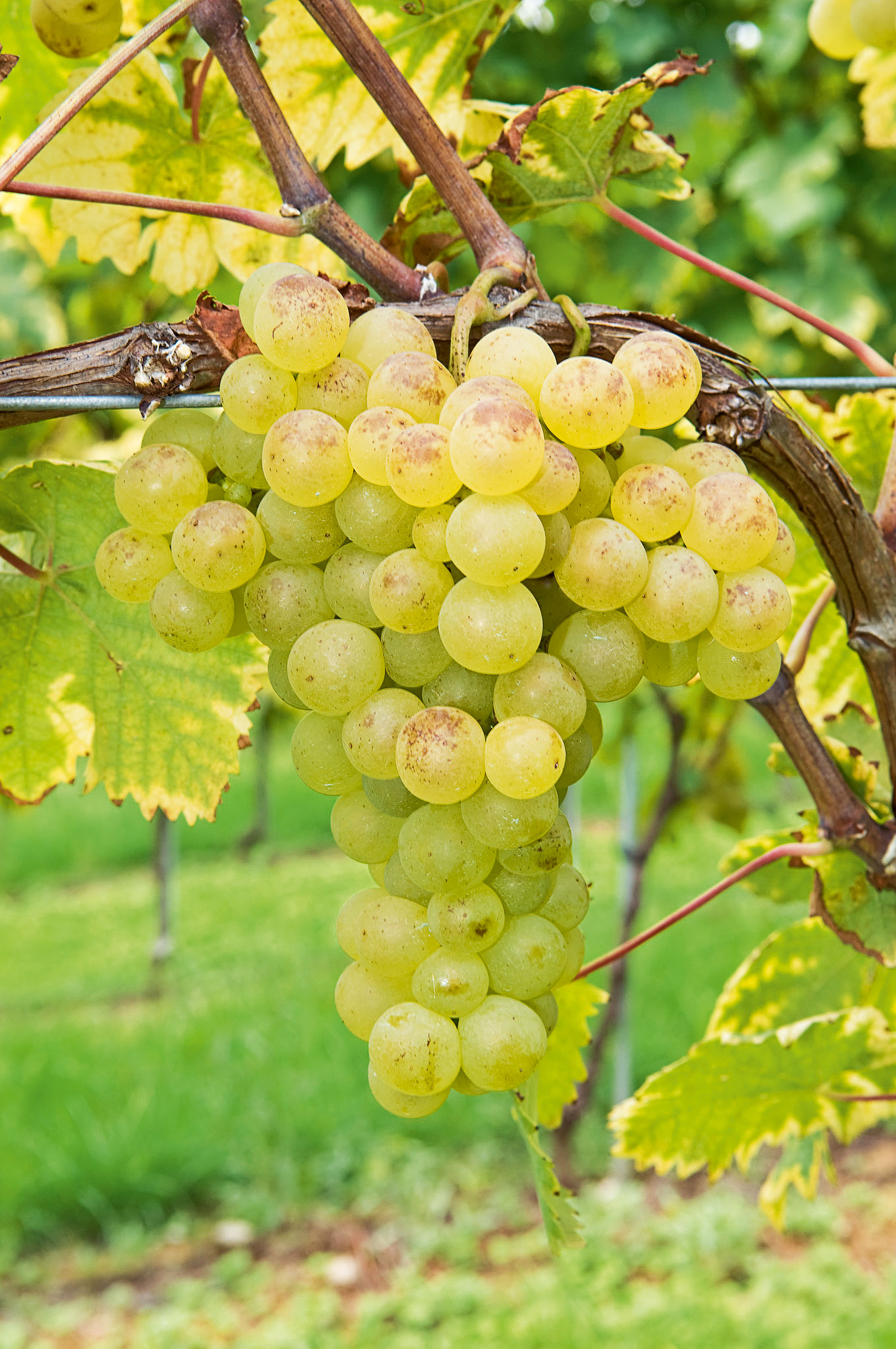 Einfluss des Zeitpunktes der Stickstoffgaben im Weinbau