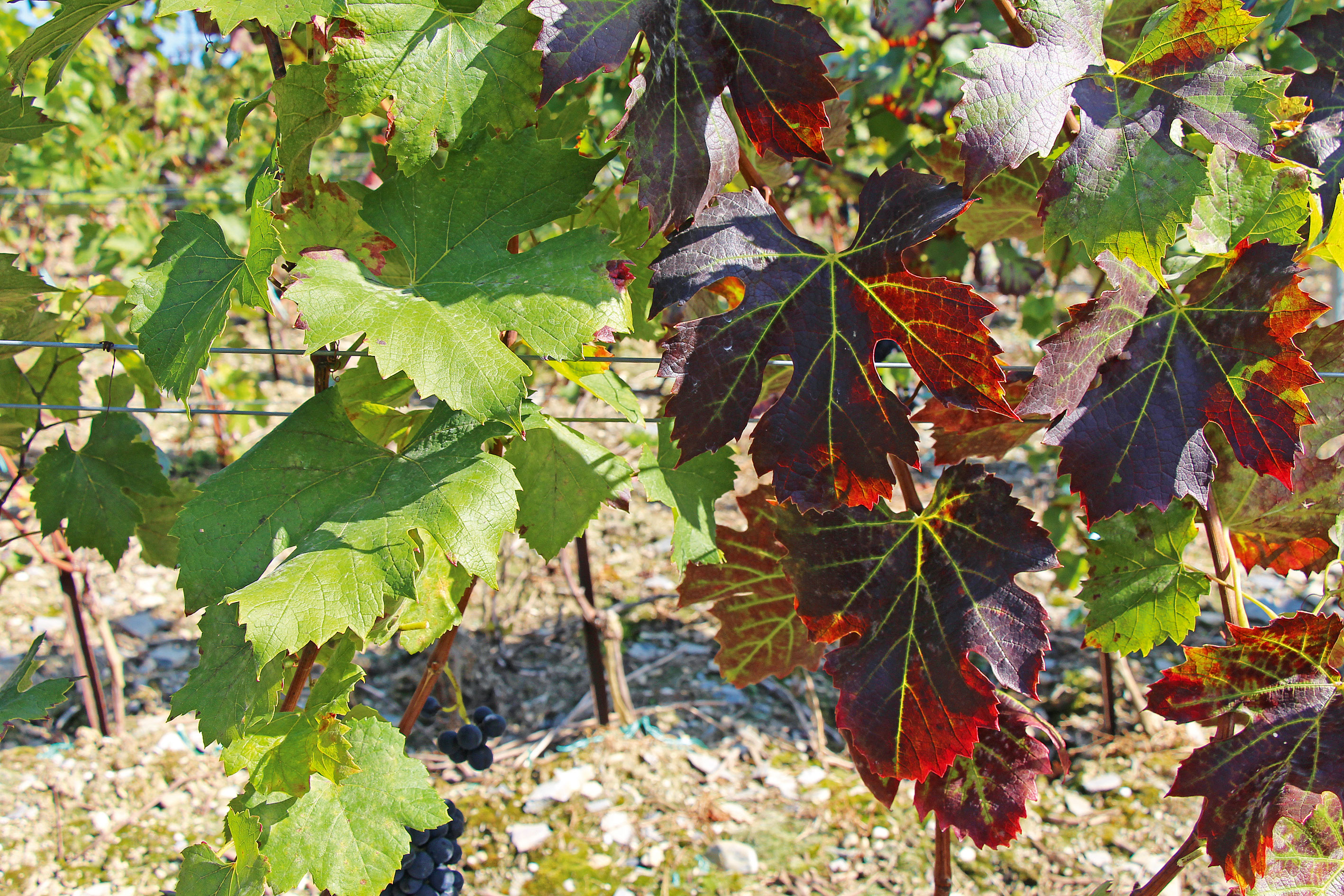 Current status of major grapevine viruses in La Côte vineyards of Switzerland
