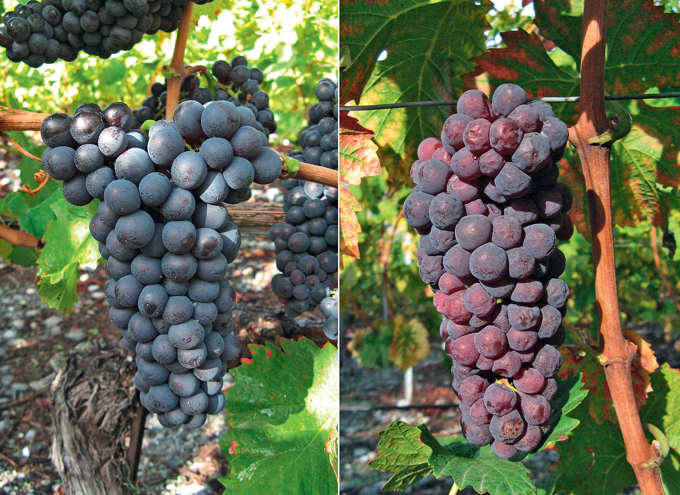 Study of Berry Shrivel in the Humagne Rouge Grape Variety