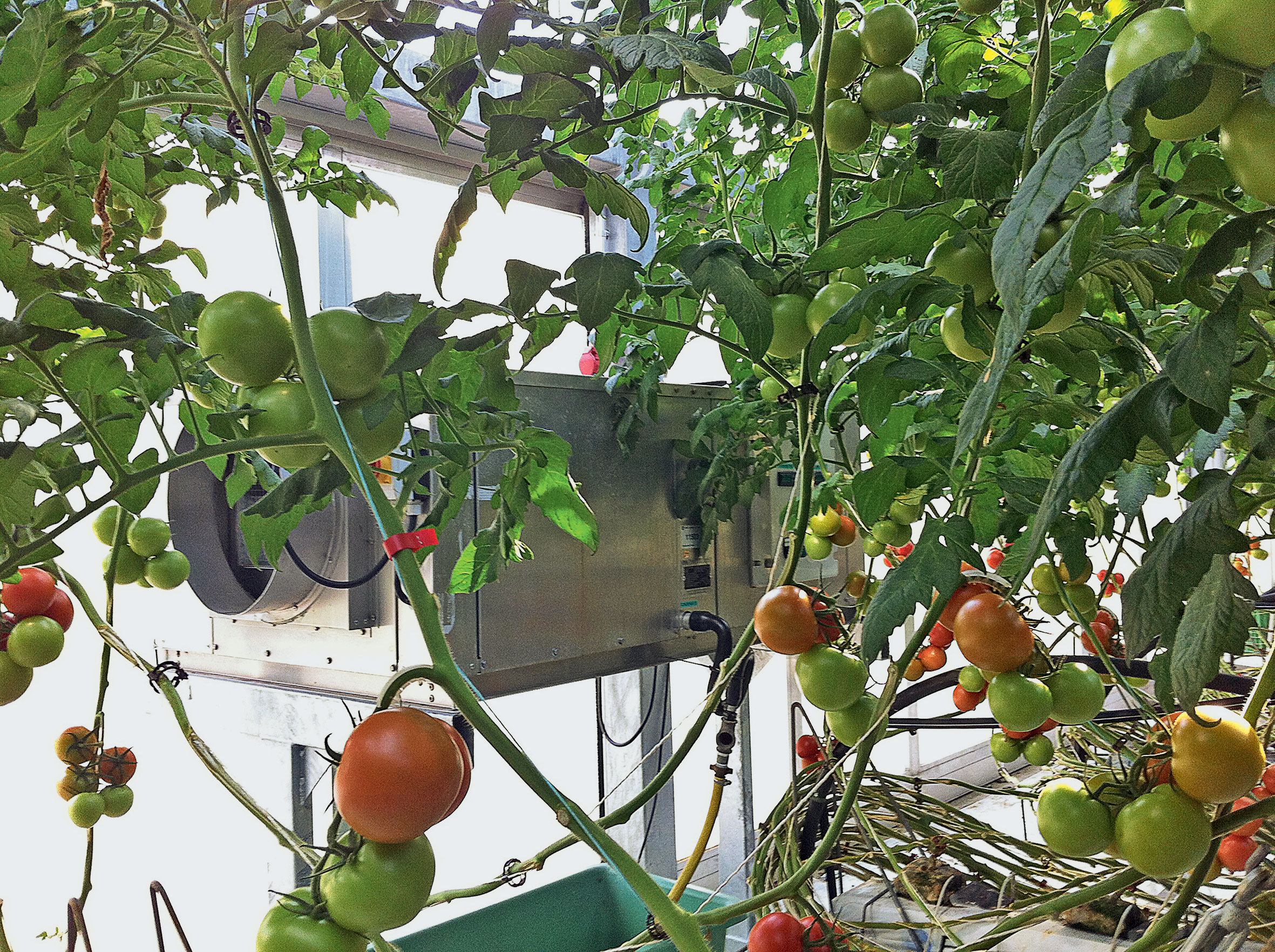 Einergieeinsparungen durch Entfeuchten mittels Kondensation im Tomatenanbau im Gewächshaus
