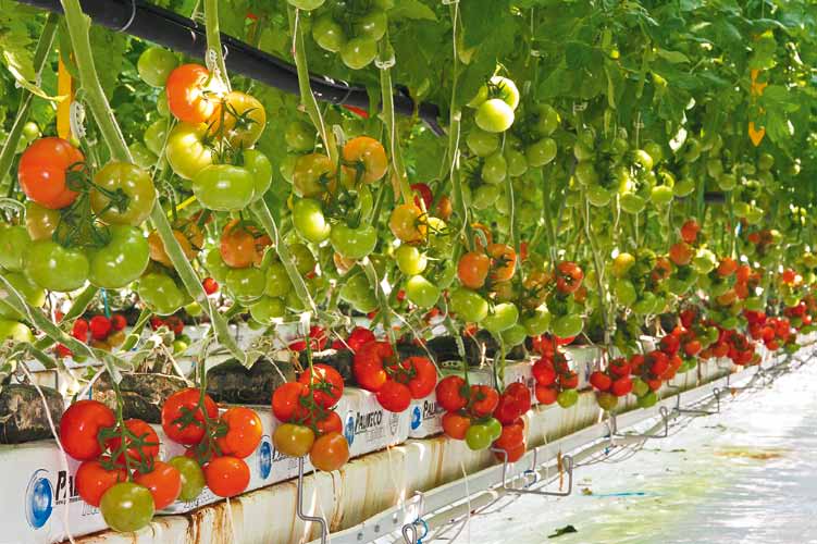 FT-NIR Spektroskopie zur Messung der oberflächlichen und globalen Elastizität von Tomaten während dem «shelf-life»