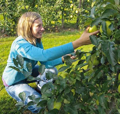 La production de pommes sans résidus est-elle rentable?