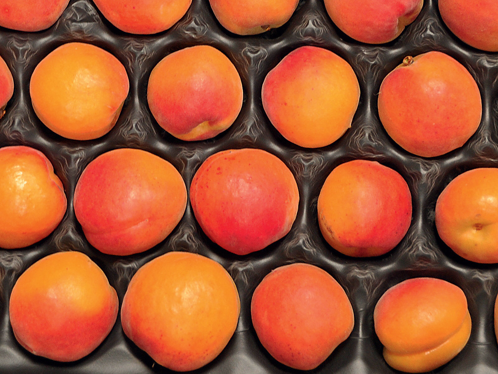 Influence du stade de maturité, de la température et du traitement au 1-MCP sur la qualité des abricots