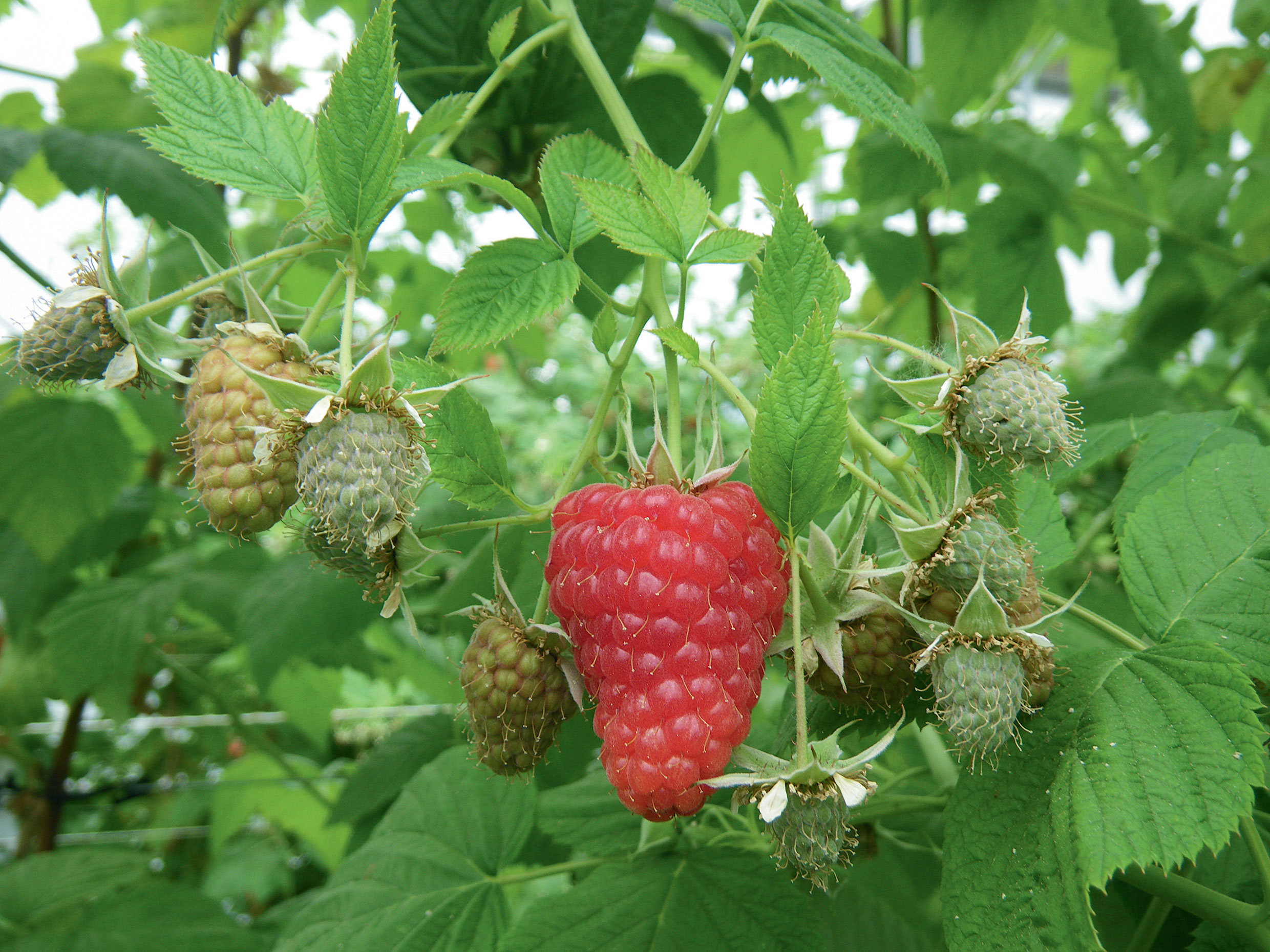 Raspberry production on substrate: Influence of pot volume and substrate