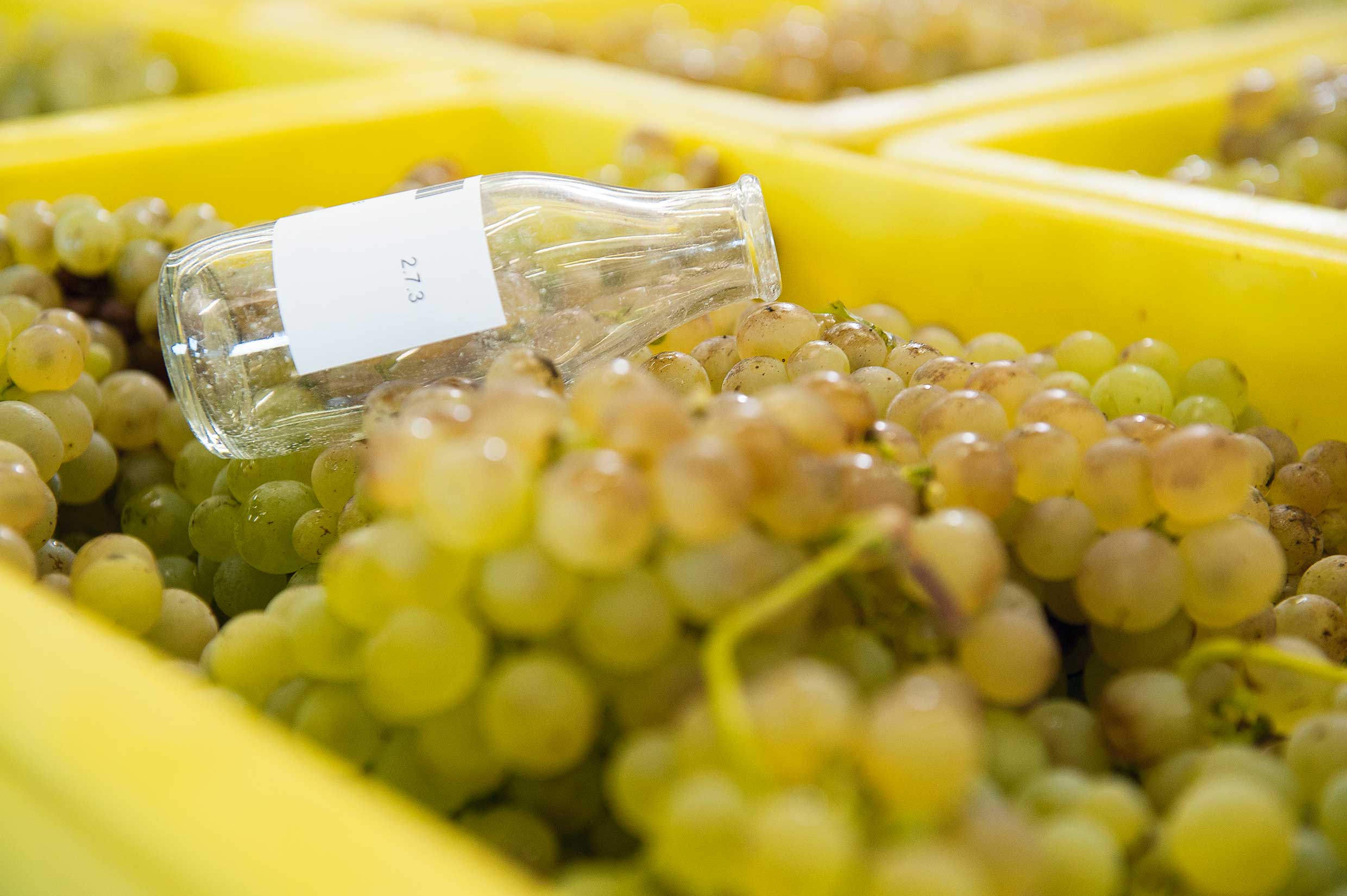 Analytical methods to determine the aroma potential of grapes