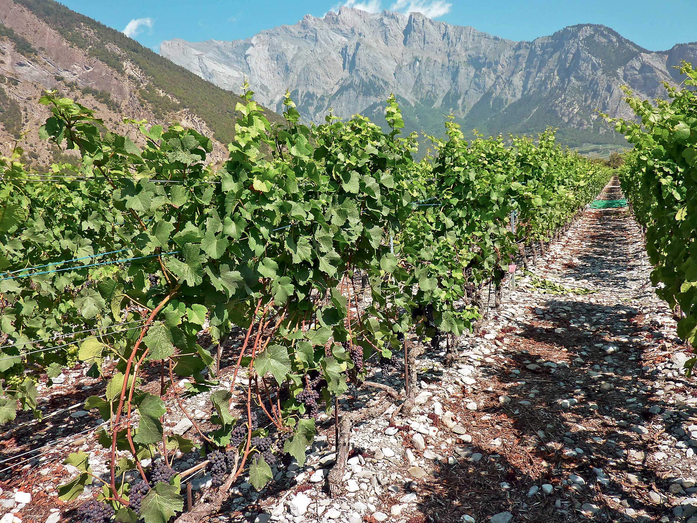 Einfluss der Unterlage auf das Verhalten der Rebsorte Pinot Noir unter den Bedingungen im Zentralwallis