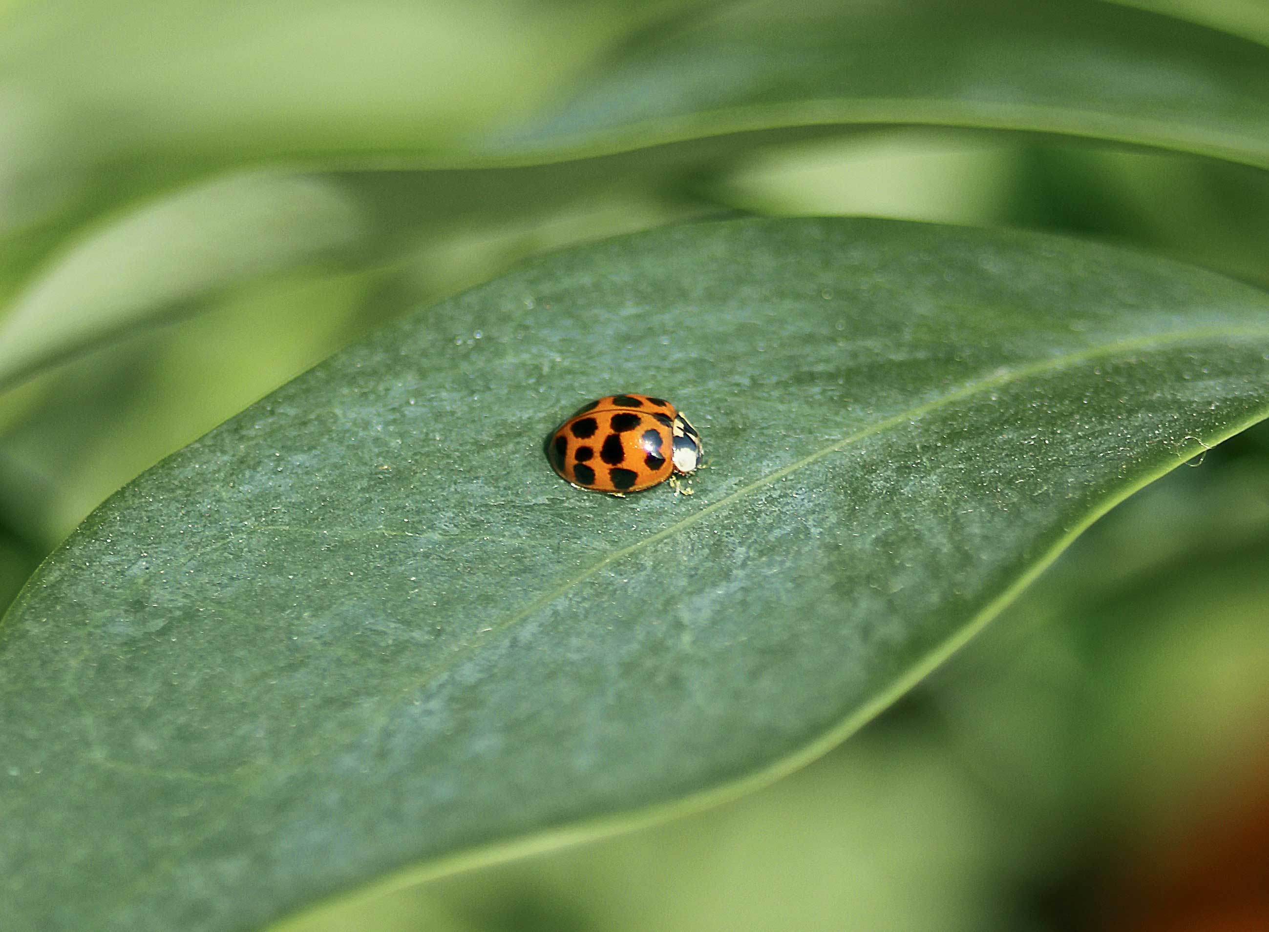 Evaluation of multicoloured Asian lady beetle populations in integrated or organic vineyards