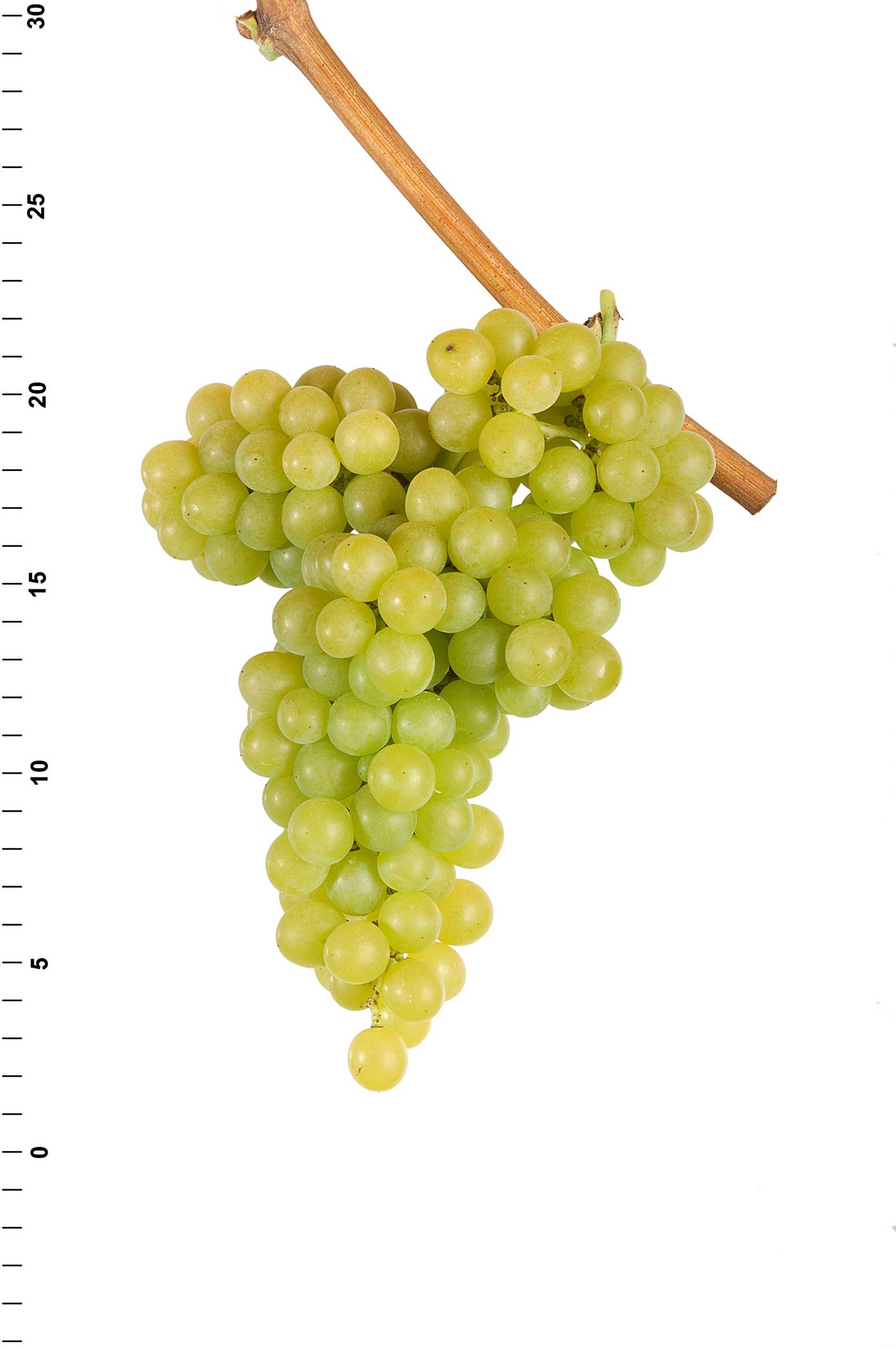 Distinction and valorisation of Muscat grapes in the Valais region