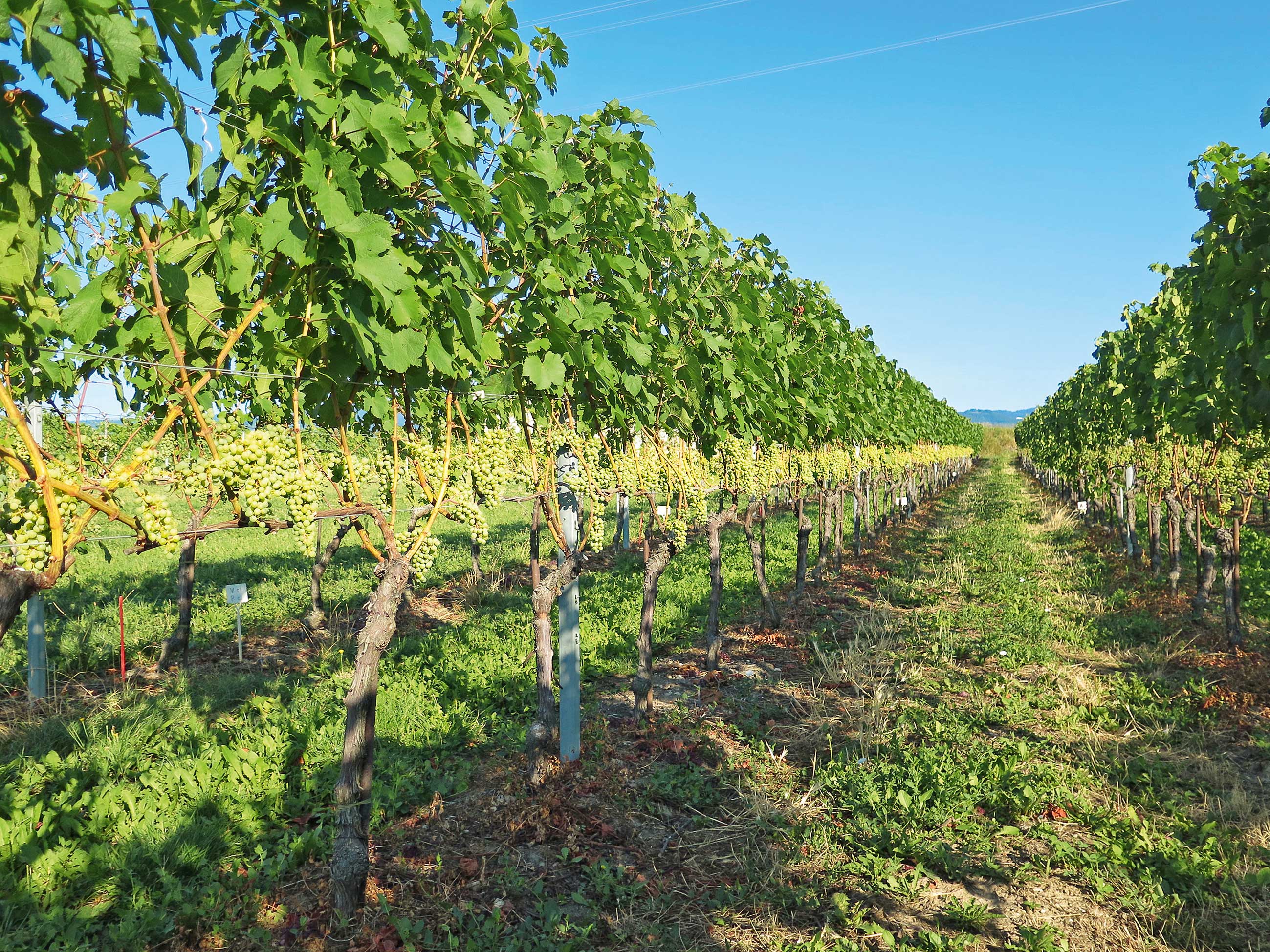 Chancen und Gefahren eines frühen Entlaubens bei der Rebsorte Vitis vinifera Doral im Kanton Waadt