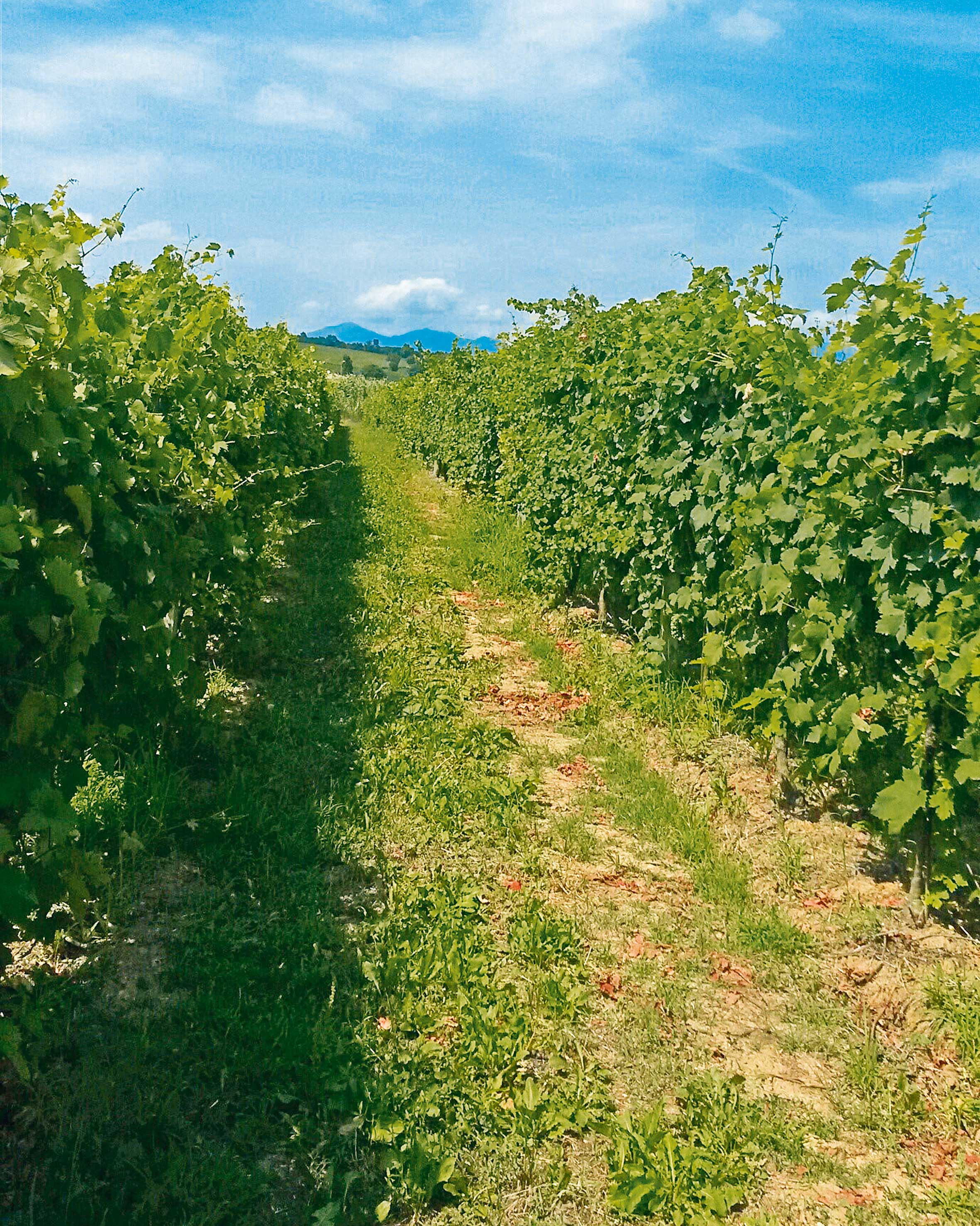 Wahrnehmung der wirtschaftlichen und ökologischen Kosten und Nutzen bei der Umsetzung von Umweltanliegen in französischen Weinbaubetrieben