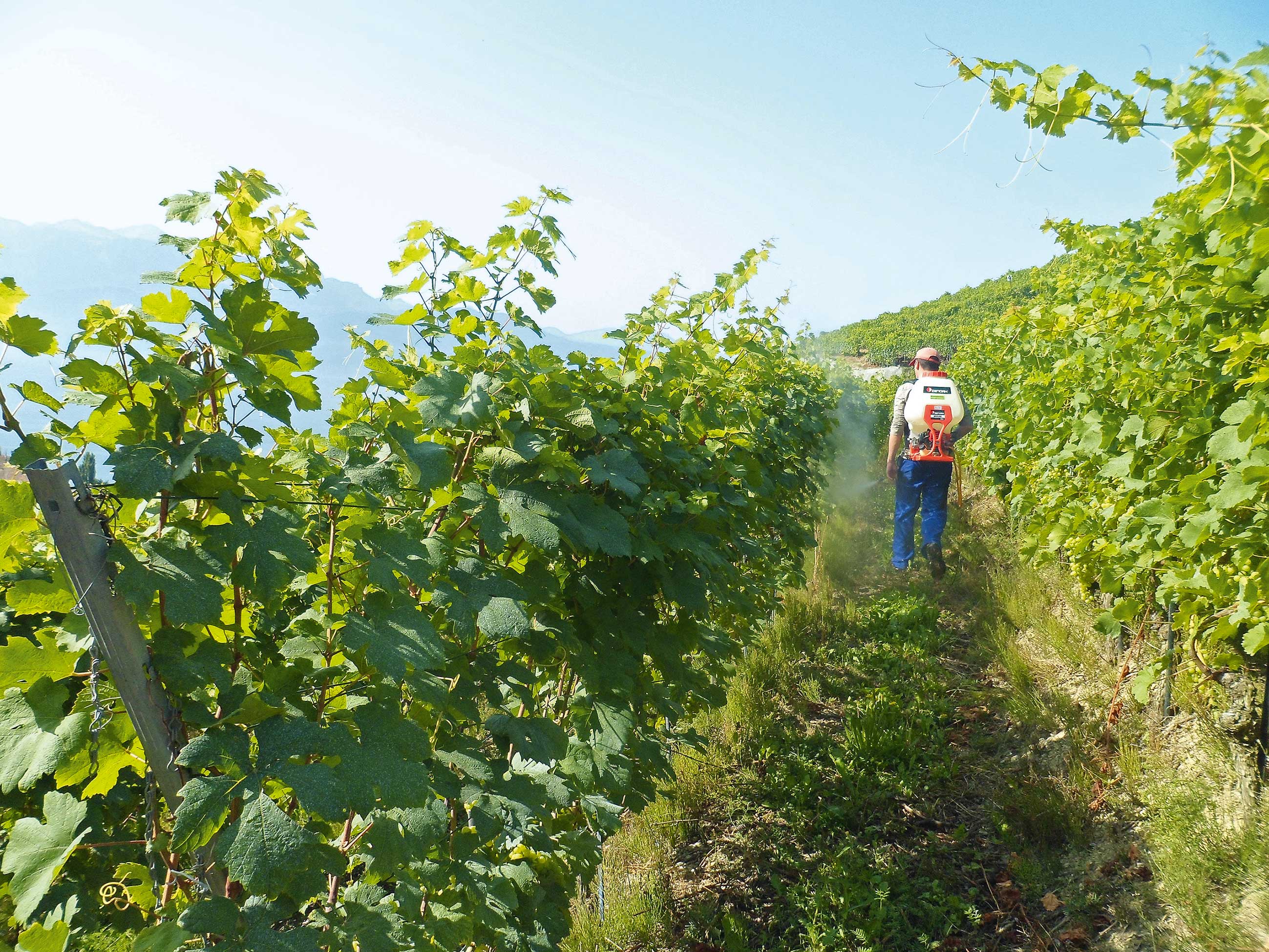 Complémentation foliaire azotée du cépage Vitis vinifera Doral dans le canton de Vaud