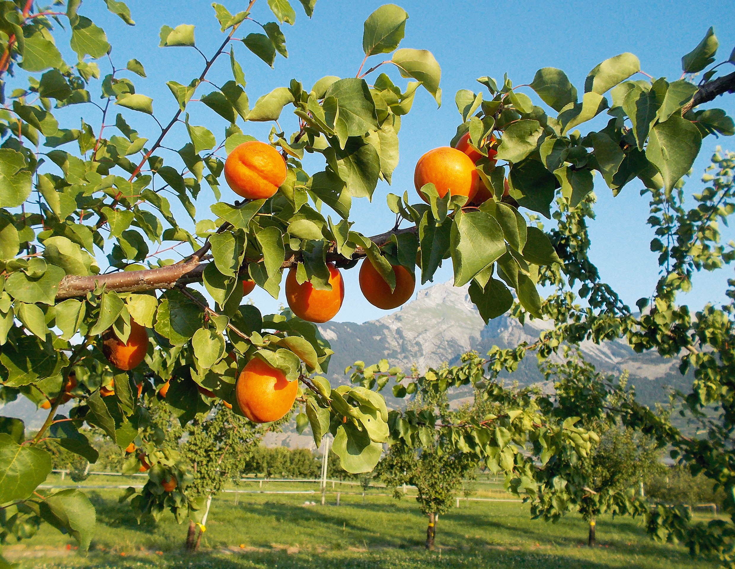 Aprikosenproduktion im Wallis: Bedeutung der Sorteneigenschaften für die Lebensfähigkeit der Betriebe