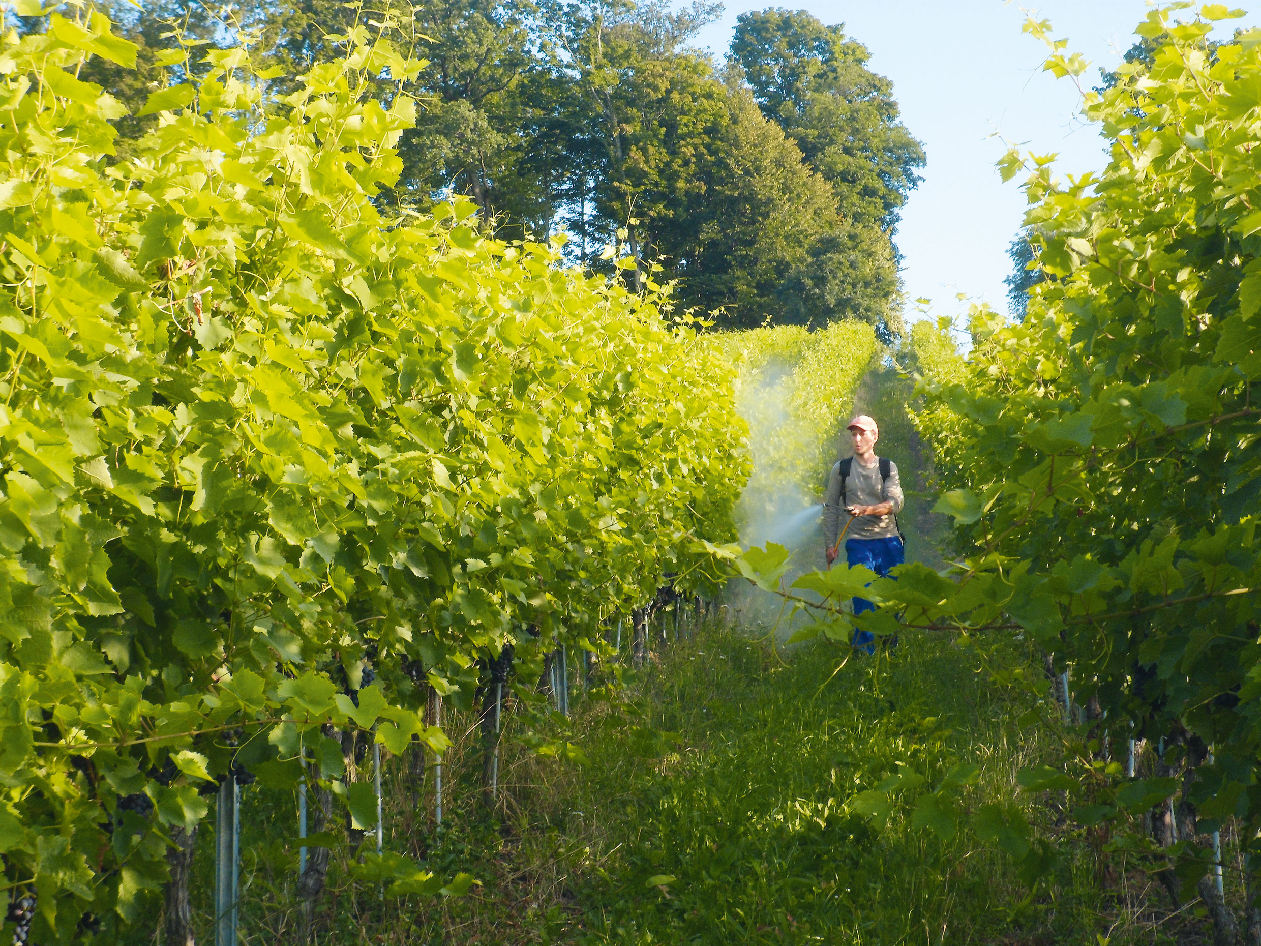 Foliar urea supply to the red cv. Vitis vinifera Gamaret in the Leman region, Switzerland
