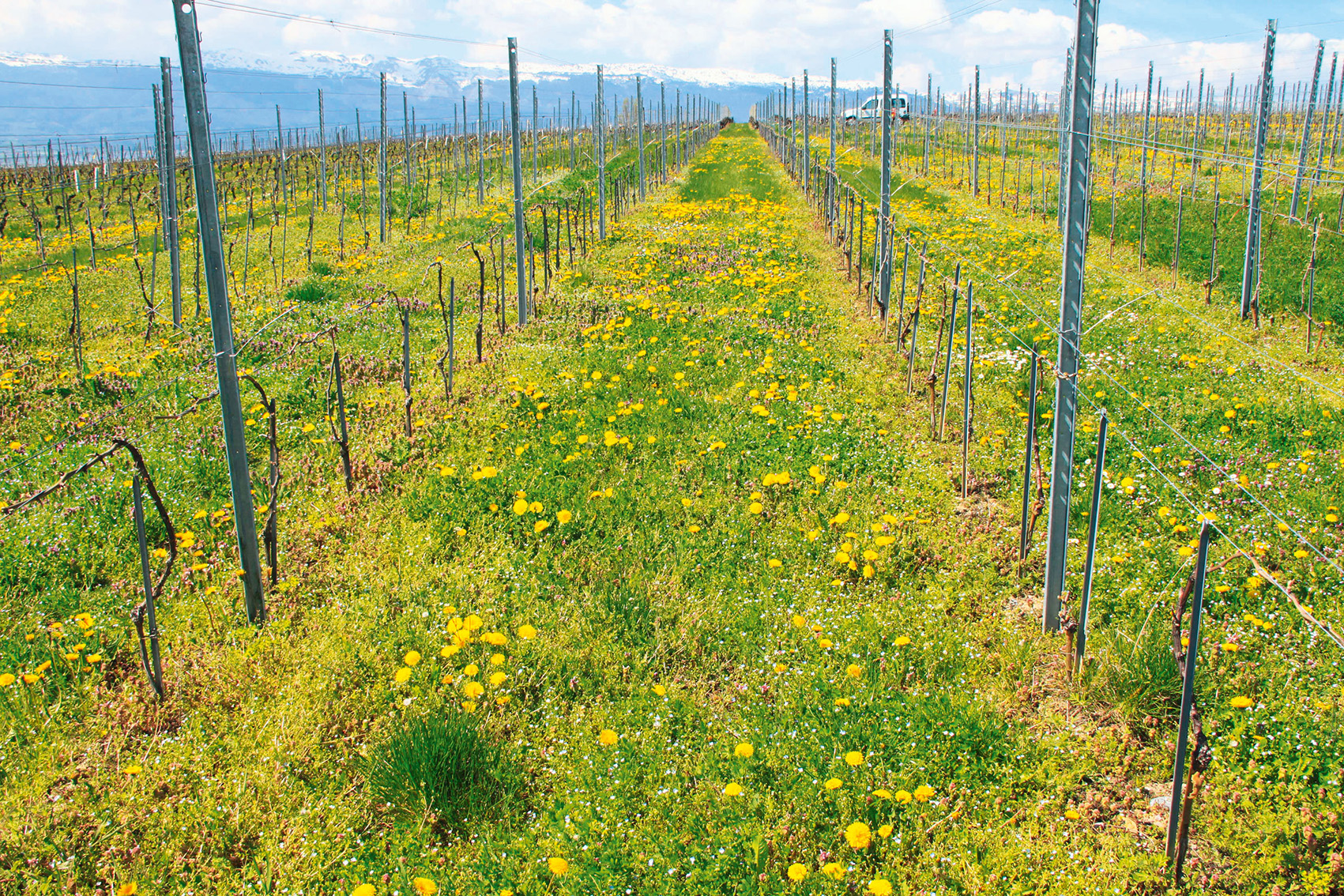 Vergleich von sechs verschiedener Pflanzenmischungen für die Weinbergbegrünung in Genferseeregion