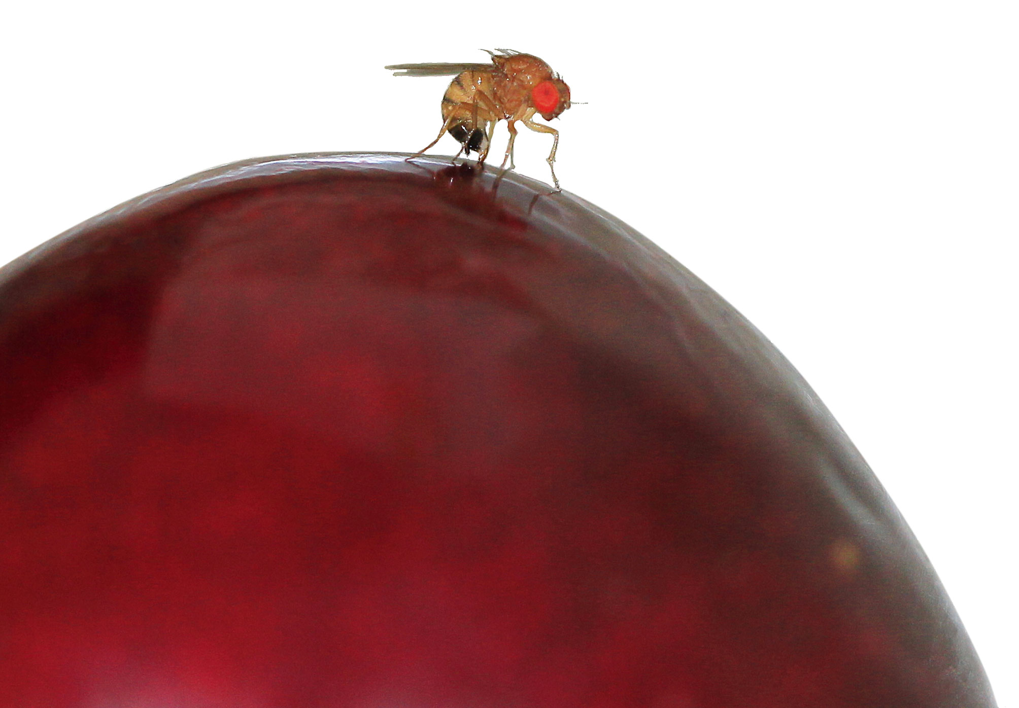 Drosophile du cerisier: stratégies, infestations et dégâts sur fruits à noyau. Résultats du sondage national en ligne de 2015